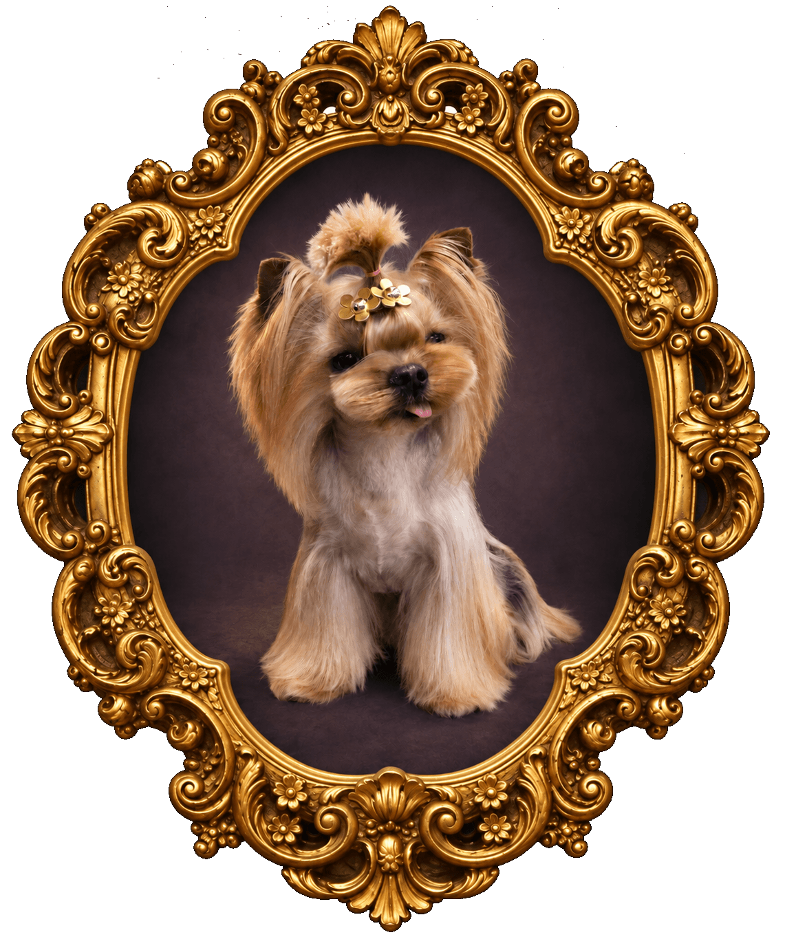 K9 Atelier grooming portfolio — Yorkshire Terrier with a Princess look in an ornate oval gold frame