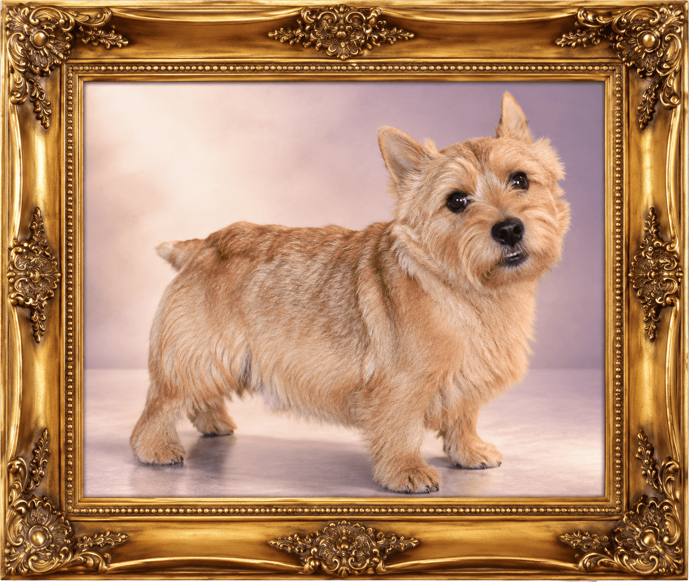 K9 Atelier grooming portfolio — Norwich Terrier in a hand-stripped coat, ornate gold frame